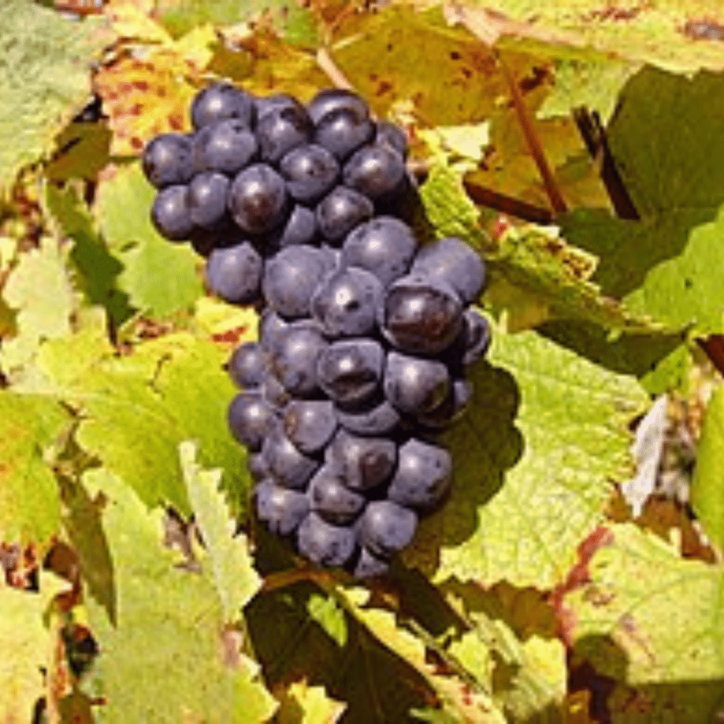 Uva Pinot Nero per la produzione del Franciacorta Rosè