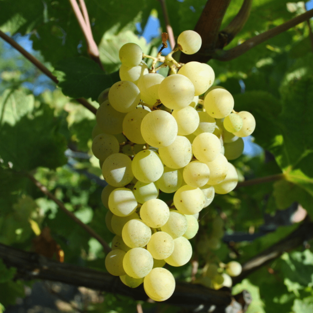 come si produce il franciacorta: uva chardonnay